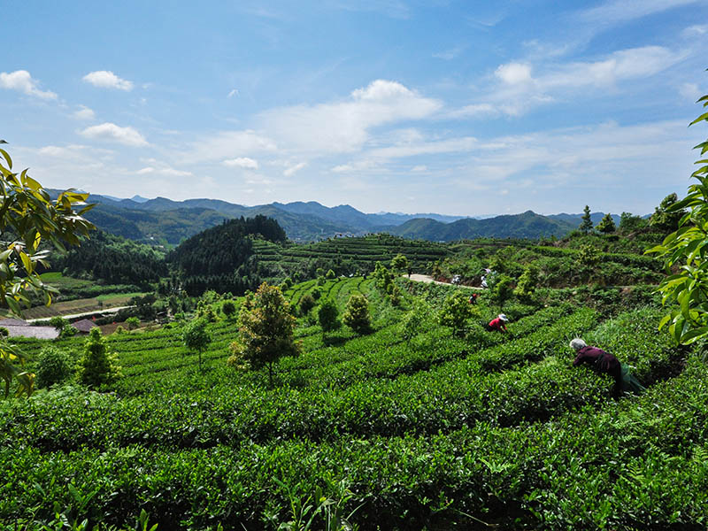 白沙溪博物館